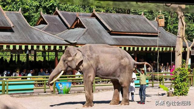每日一景|西双版纳野象谷风景区