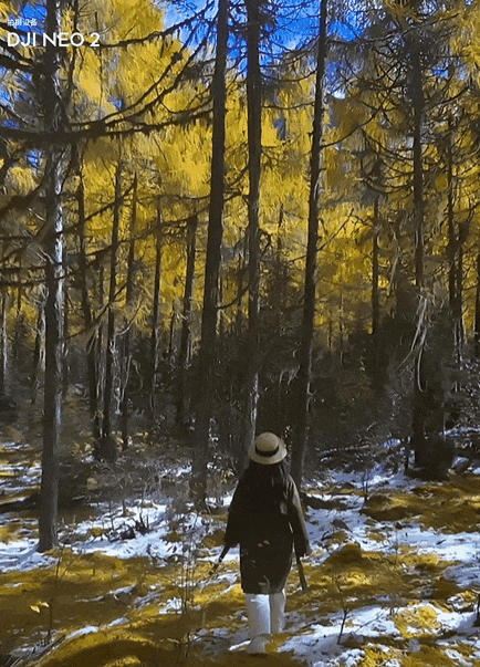 最懂生活的年轻人，爱上了大疆的「赛博飞宠」