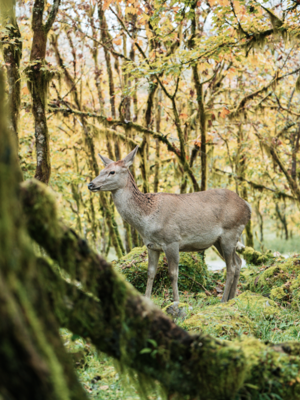 “秋假”开耍！带着小宝来雅安准没错！