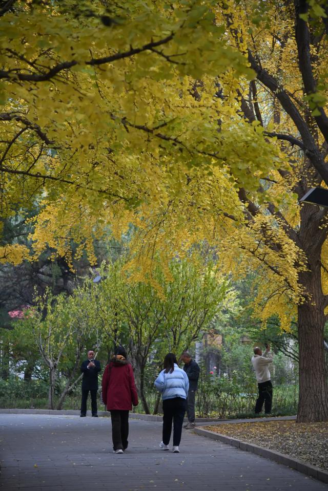 人在画中游！丰台花园秋色满园，错过再等一年，快来打卡~