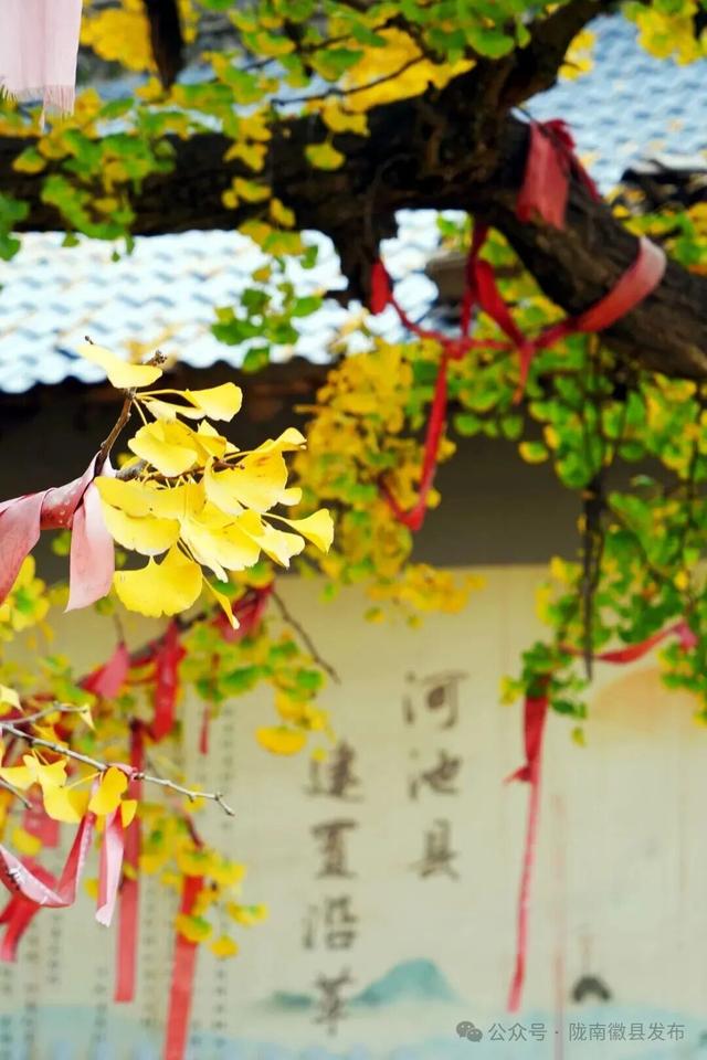 邂逅千年银杏，共赴一场时光之约