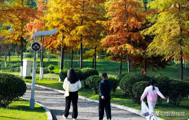 仪陇德园「初冬调色盘」已上线！限定美景正当时，快带家人朋友打卡！