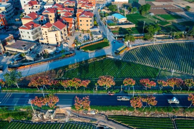 被厦门的秋天圈粉了！金色花海、粉色“云霞”……周末就出发→