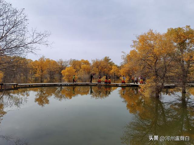 金塔胡杨林