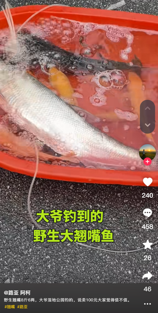 100多斤的翘嘴鱼 100多斤的翘嘴鱼多少钱