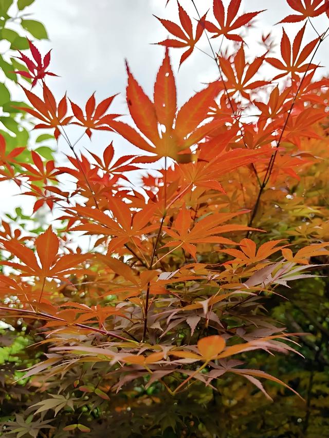 冰城飘雪，姑苏枫红，填满我的冬日时光～