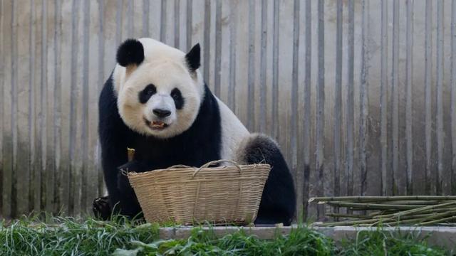 春秋假福利！卧龙中华大熊猫苑18岁以下青少年免票游