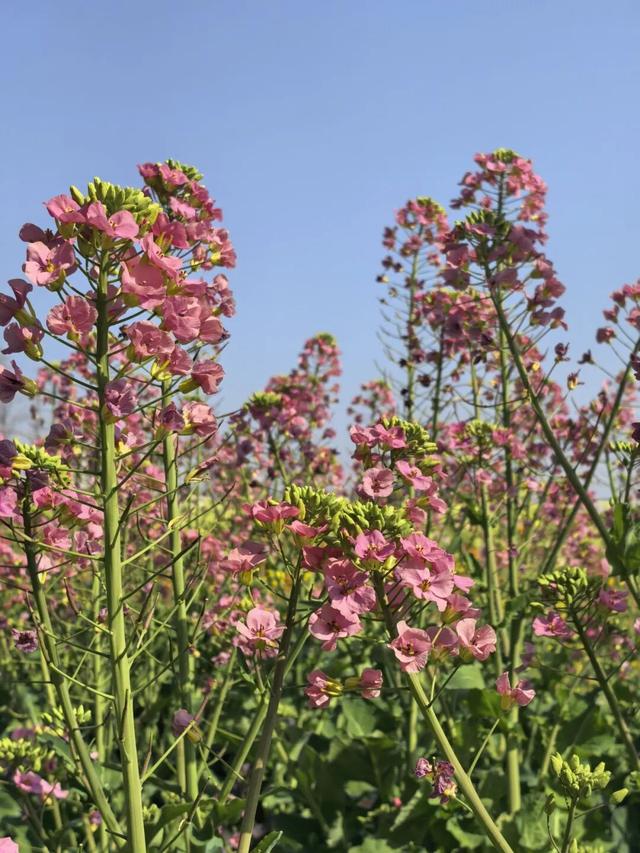 满目金黄香百里，一方春色醉千山：邂逅油菜花里的诗意春天