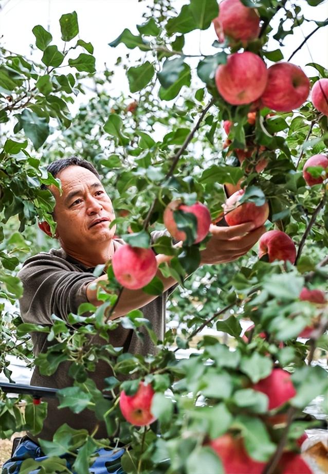 塞上秋色好“丰”景