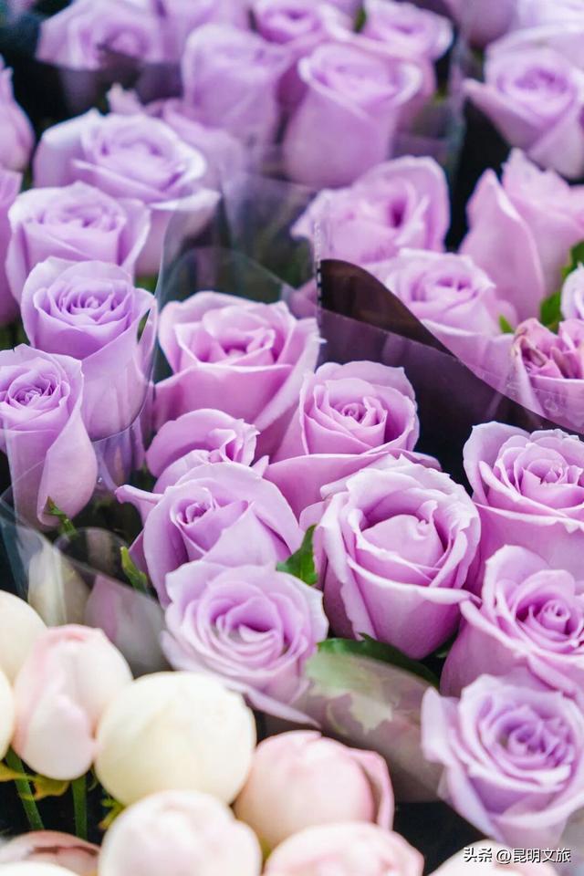 满屏治愈！这个冬日，你一定要去趟斗南花市，邂逅一场流动的彩色盛宴~