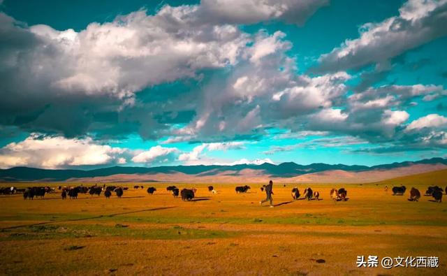 疯狂心动！哲古草原秋日限定景观，藏着西藏最野的浪漫！