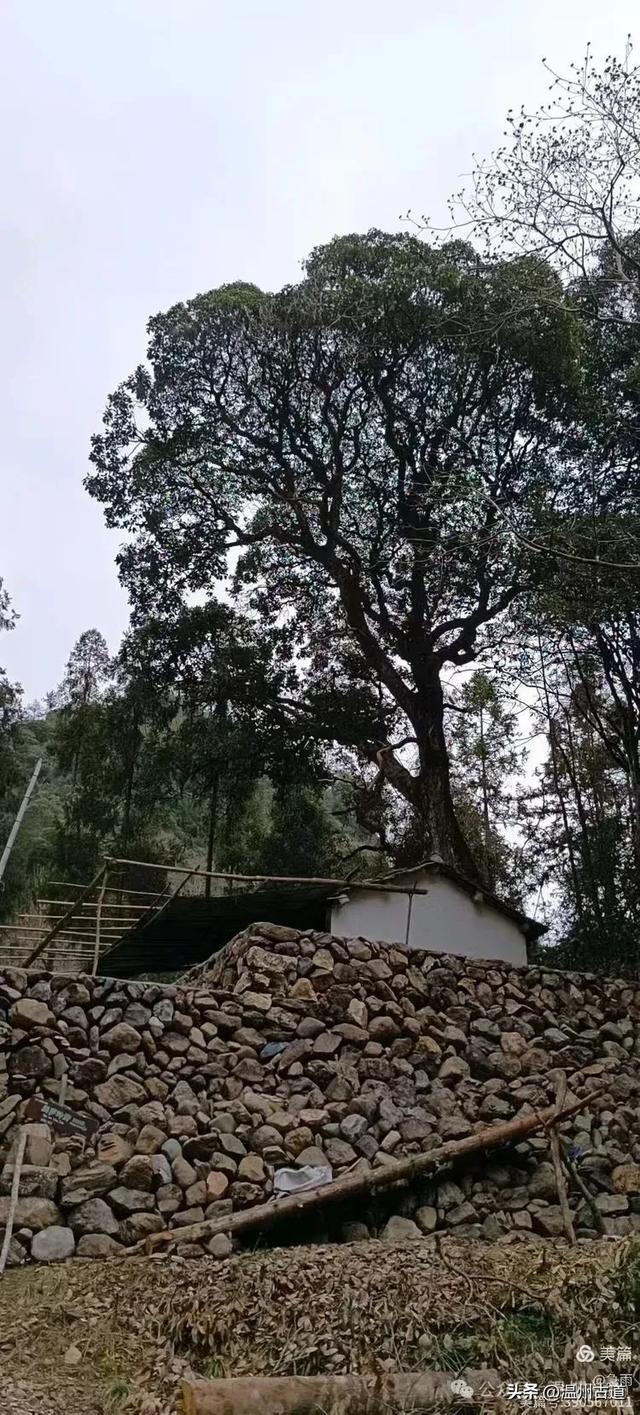 探秘楠溪江源头，深山中的秘境！