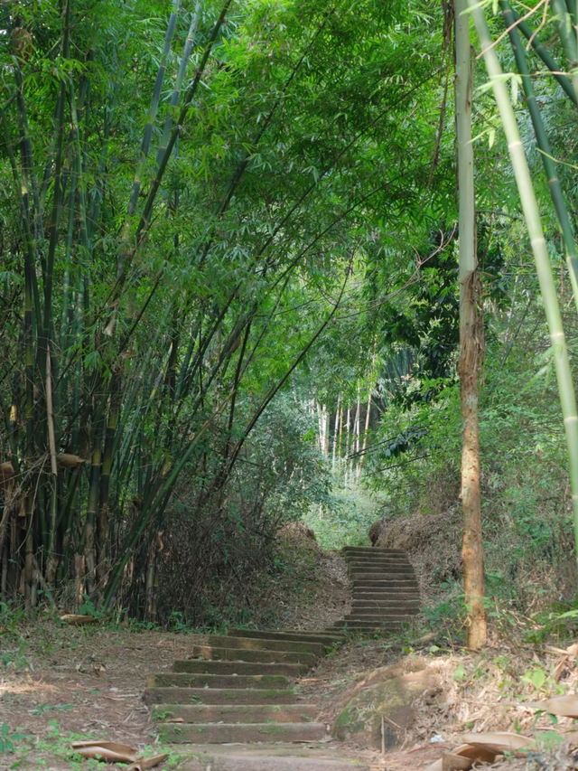 新发现的小众徒步路线！成都周边1.5h茶马古道，免费景美野趣十足