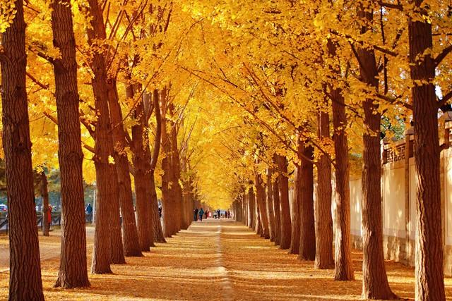 不藏了，推荐天津5个秋色仙境，最后一个惊艳了百年时光！