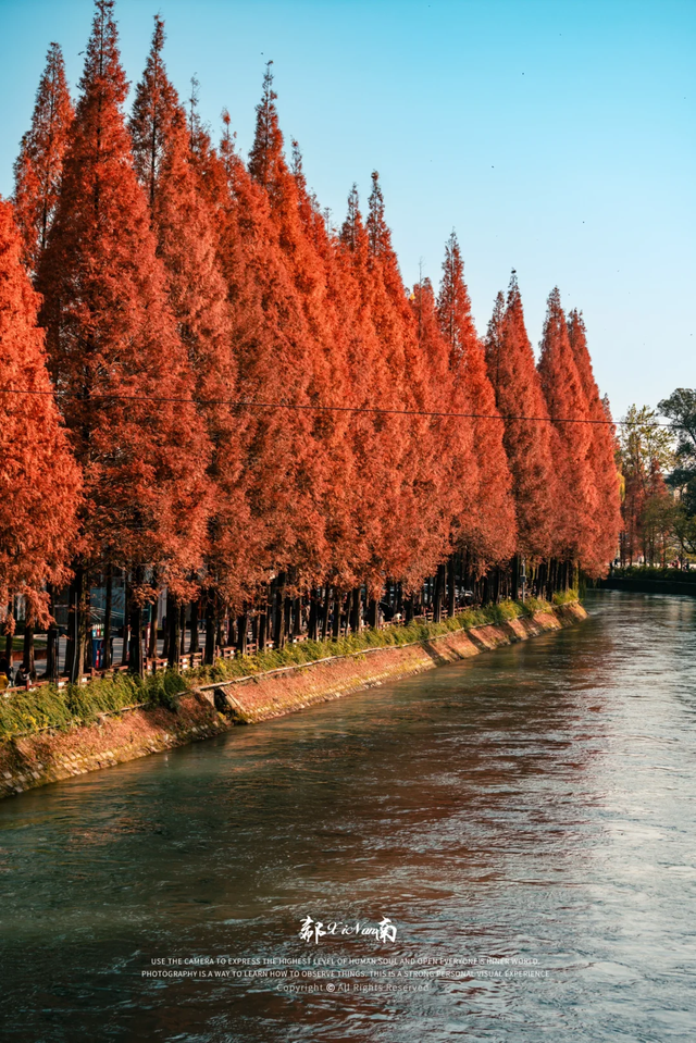 快收藏！成都秋天唯一想去N次的公园，小众超出片，就在郫都区！