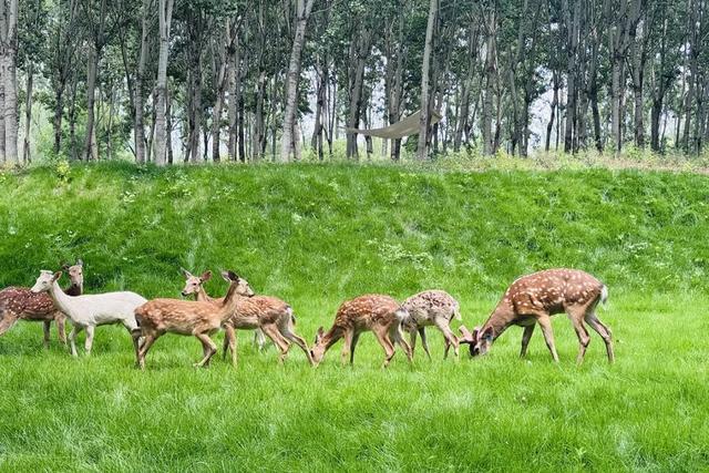 汉石桥湿地公园11月10日闭园，错过再等明年！