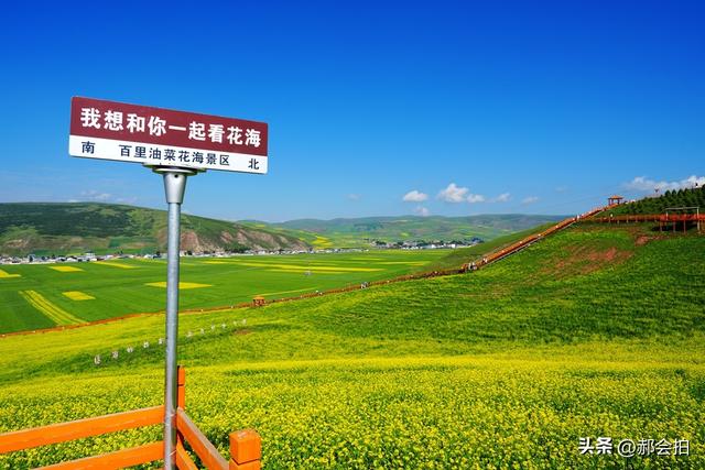 青海门源万亩油菜花海：登上四个观景点，各有风情入画来！
