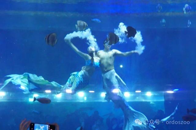 3月8日，鄂尔多斯送给所有女生的情书：免门票，请你来看白鲸！