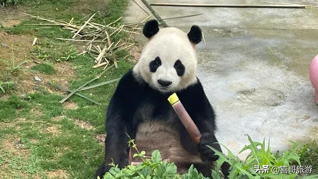 探秘湘西熊猫乐园：凤凰中国大熊猫苑