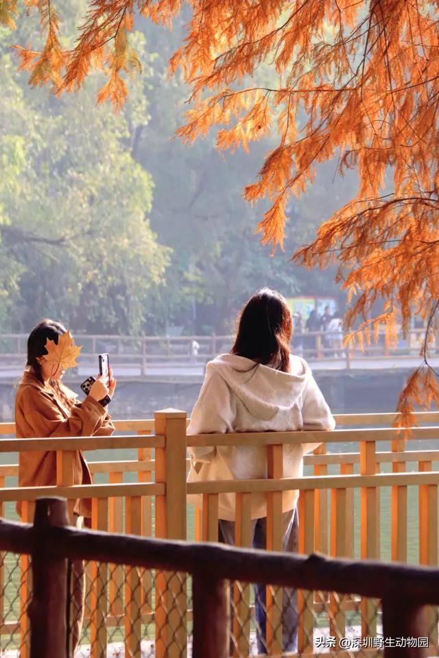 落羽杉红了,天鹅宝宝也出窝啦!