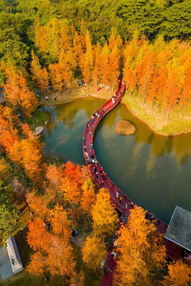 深圳这九个有落羽杉的地方，秋色美如画，接下来一天比一天美