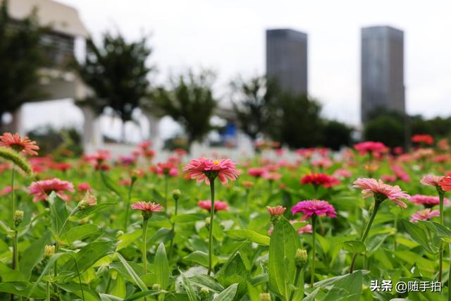 江苏苏州昆山花桥地铁站遇见粉色花海，百日菊盛放宛如画卷