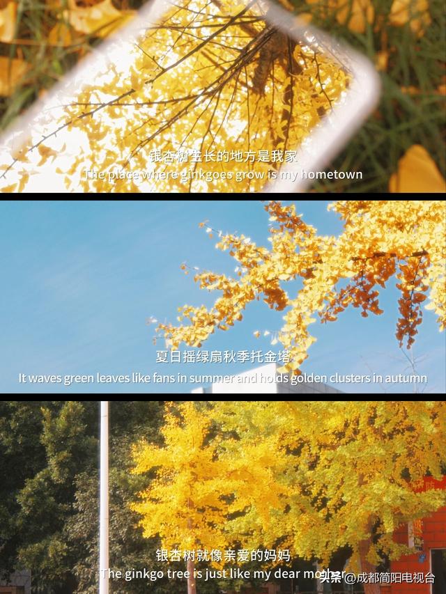 【图说·简阳】银杏浪漫成诗！邂逅限定款“金色之城”