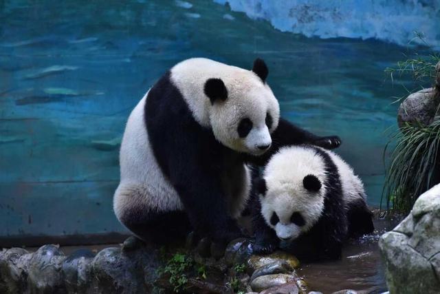 从必经到深游：雅安“爆改”文旅生意经