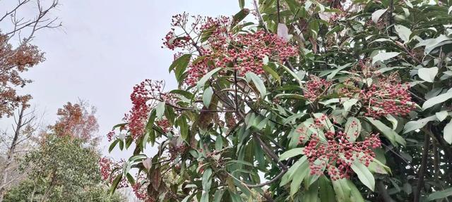 红果累累！森林公园石楠果红了，满树红果笑寒风！