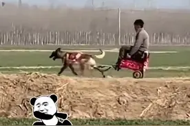 狗狗帮助主人去地里干农活，牛干的活都让狗干了图片