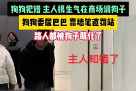 狗狗犯错，主人很生气在商场训狗子，狗狗委屈巴巴，靠墙笔直罚站图片