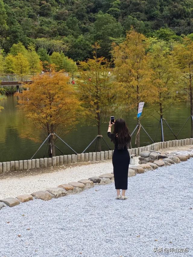 落羽杉红了!深圳坪山最浪漫的“美拉德季”如约而至