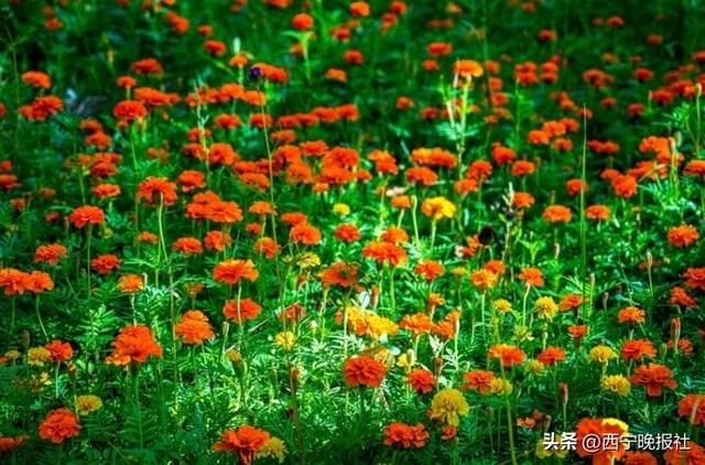北山美丽园72亩孔雀草花朵绽放