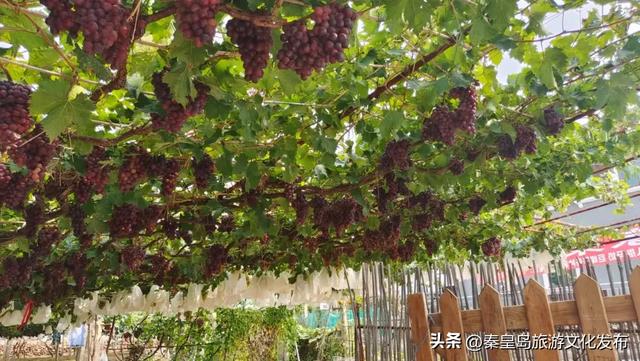 邂逅秦皇岛百年葡萄树，逛酒庄、品红酒、宿葡园，开启“藤”下慢时光！