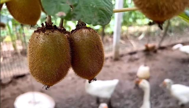 许昌周末漫游 | 把秋天装进篮子里：这份秋季采摘全攻略请收好！