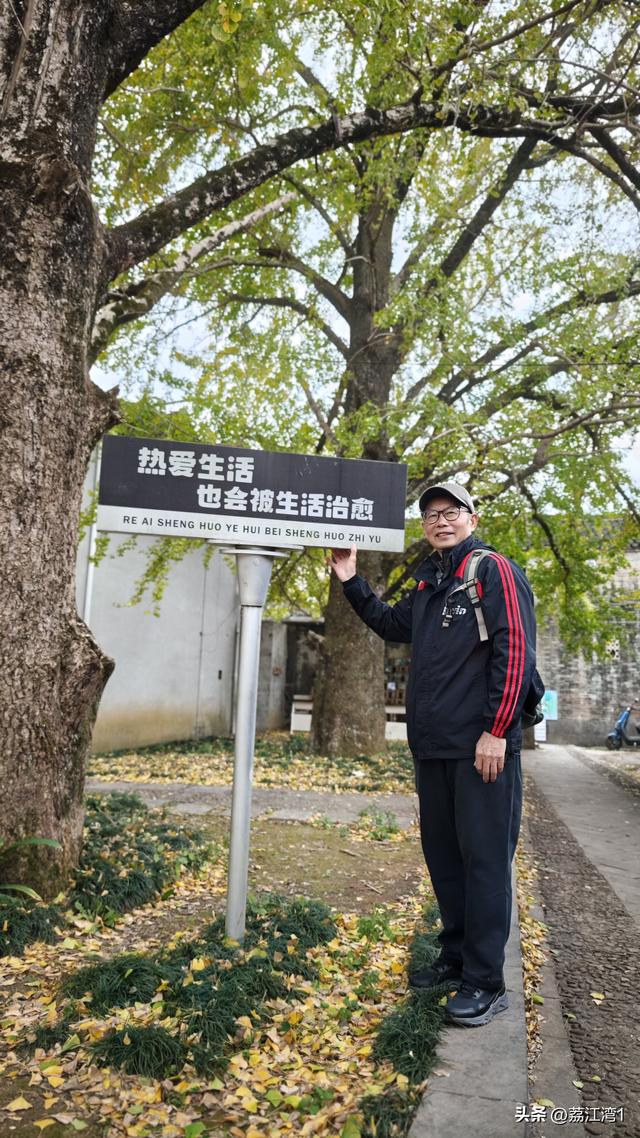 游长岗岭古村，观飘黄银杏