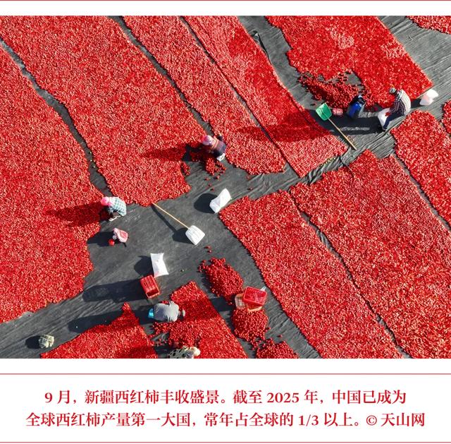 我是山西人,离不开西红柿