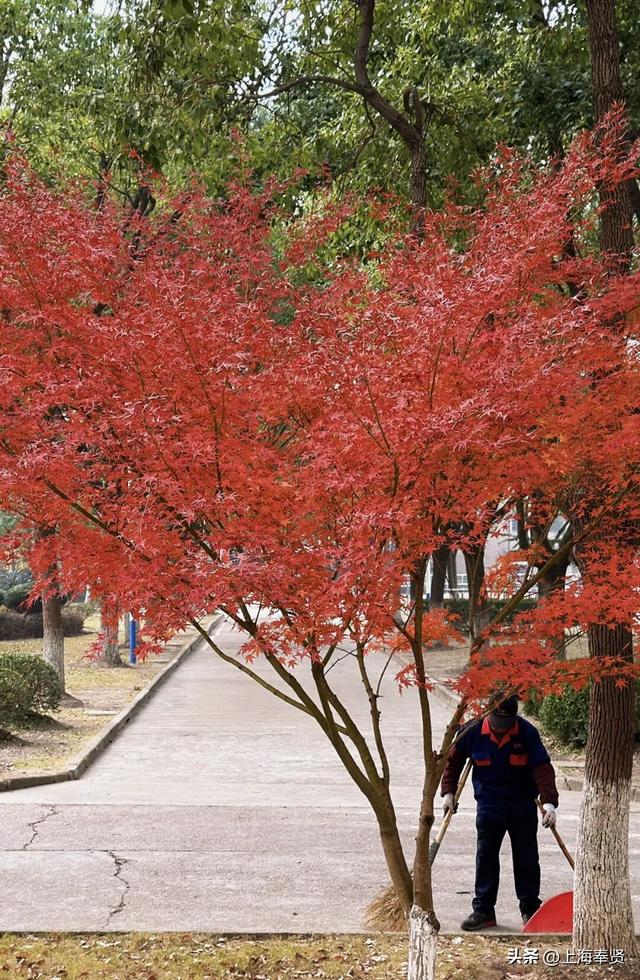 奉浦校园初冬美景大赏，你家娃的学校藏着这样的冬日浪漫