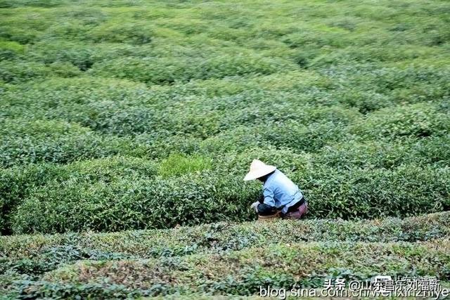 杭州324路公交车沿途风光（皖浙沪旅游122）