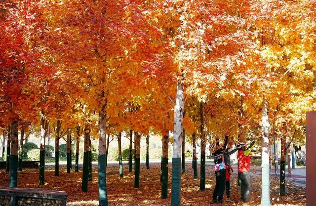 沈阳这些地方太美了!赏秋倒计时,错过等一年!