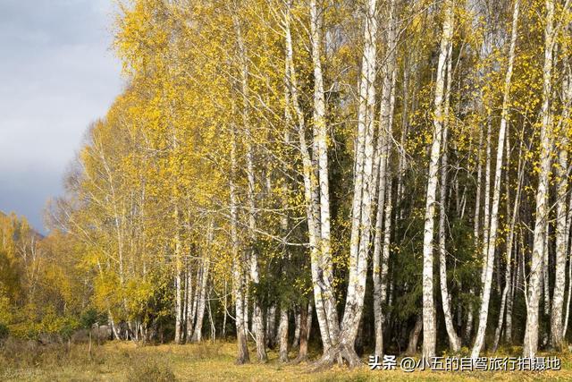 漠河金秋攻略｜仅 10 天的极致浪漫，解锁 “最北” 的诗意与治愈