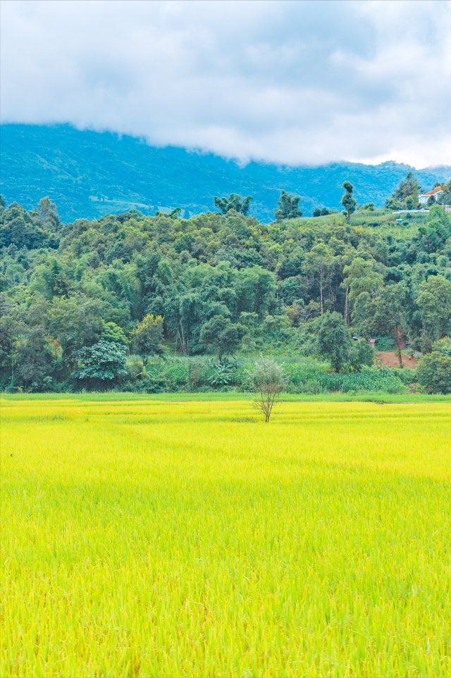 云南边陲21℃小城，比版纳好吃10倍，有多低调，就有多宝藏！