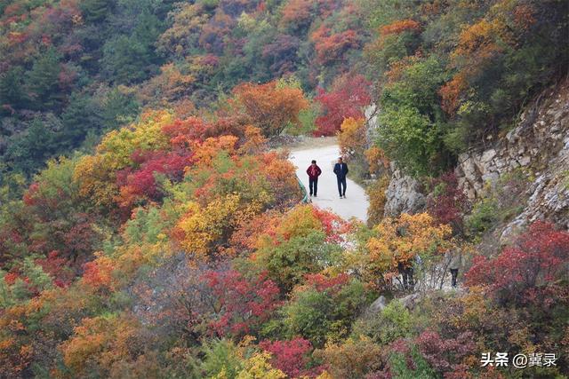 石家庄井陉：松树岭赏秋观红叶，漫山红遍层林尽染