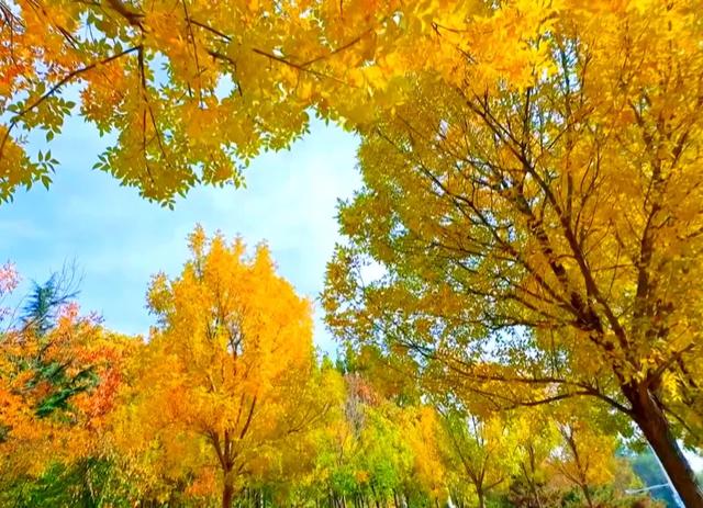 私藏推荐!潍城这片白蜡美到峰值......