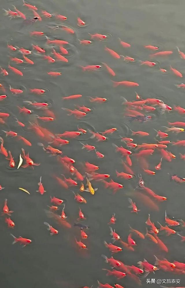 Citywalk必打卡！快来泰安这处公园，领取「浪漫可爱」的心灵治愈指南！