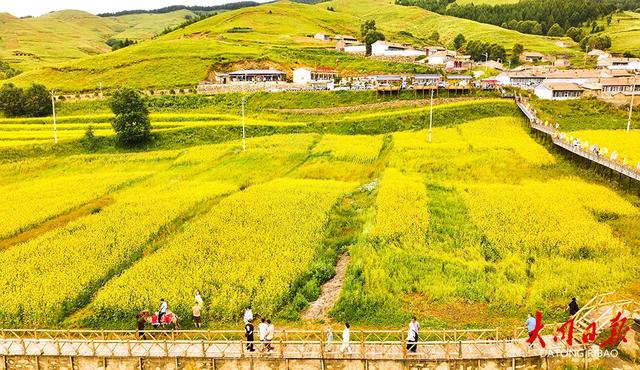 金色海浪涌山间!大同市浑源千亩油菜花“燃爆”夏日朋友圈~