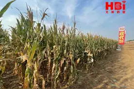 两个玉米新品种鹤壁测产验收，亩产均超1100公斤！图片