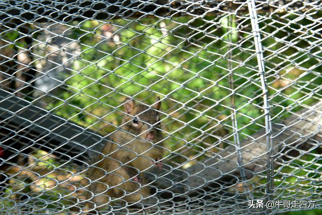 河北百草畔（中）：览尽三山舒望眼，行穿百草浣尘襟