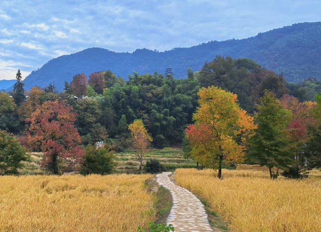 乌桕红、稻田黄、白墙黛瓦：塔川，光看图已醉！