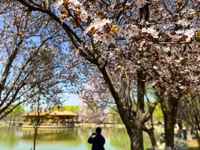 西安春讯｜玉兰、桃花、梅花｜6个早春赏花地 承包你的春季浪漫